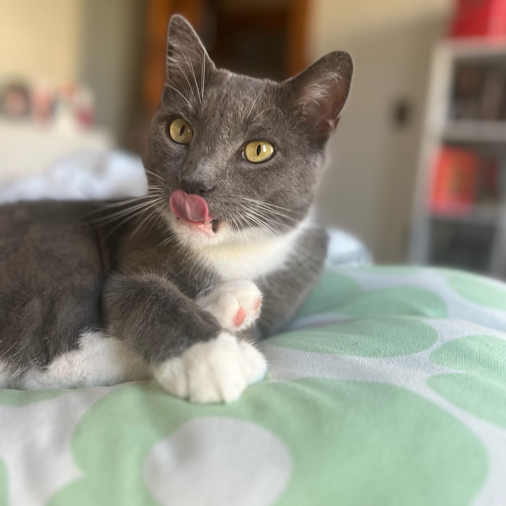 Meet your Posher, Isabellah